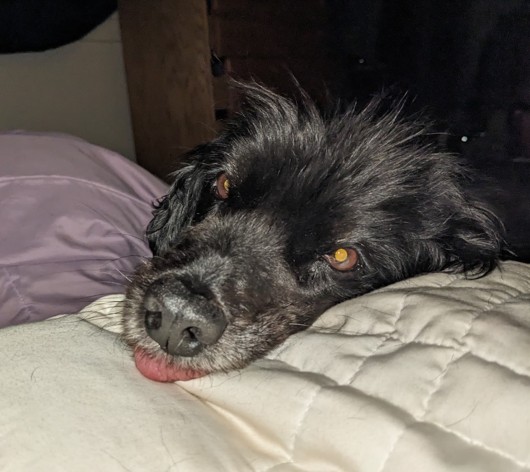 Benji, a black dog lying on a bed with his tongue out
