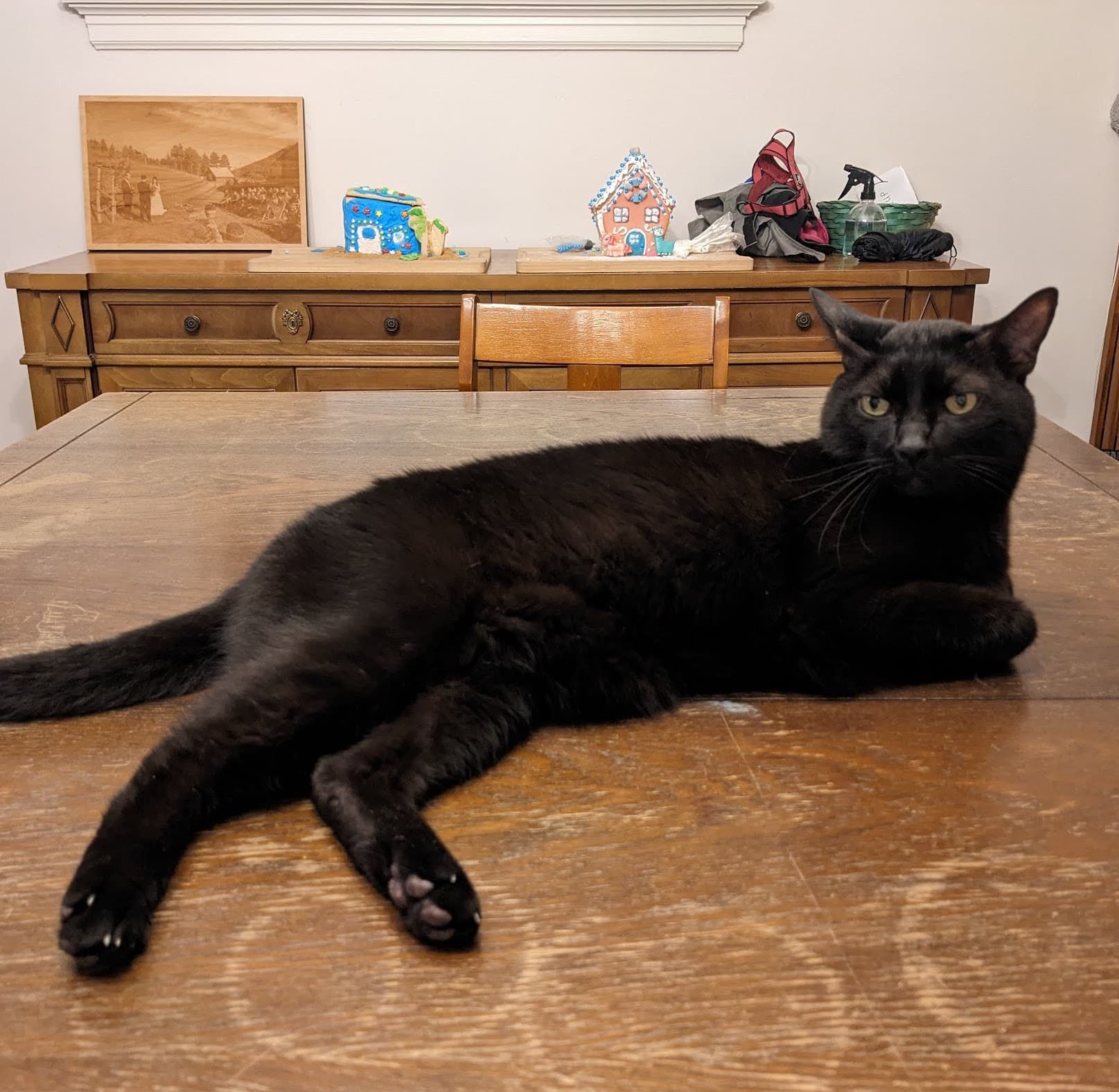 Tucker, a black cat stretched out on a wooden floor