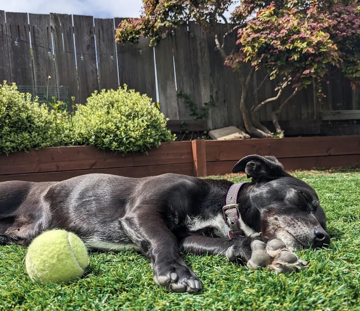 Wendy, a dog asleep on the grass next to a tennis ball